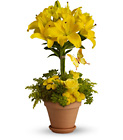 /images/telsg10/T56-1^1lg.jpg Yellow Fellow